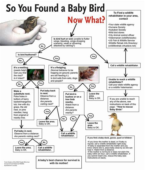 鳥築巢怎麼辦|鳥巢幼鳥救傷指南 Bird Nest Nestling Rescue Guidelines